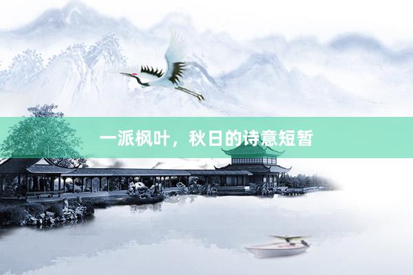 一派枫叶，秋日的诗意短暂